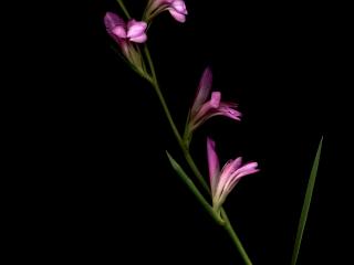 Img.VTax3640.ExN.Img5