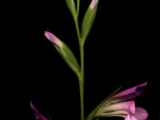 Img.VTax3640.ExN.Img6