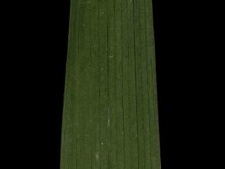 Img.VTax3640.ExN.Img8