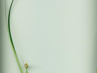 Img.VTax3730.ExN.Img10