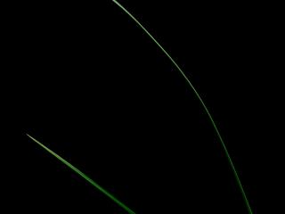 Img.VTax3730.ExN.Img9