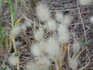 Img.VTax4038.ExN.Img2