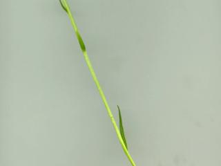 Img.VTax4235.ExN.Img5