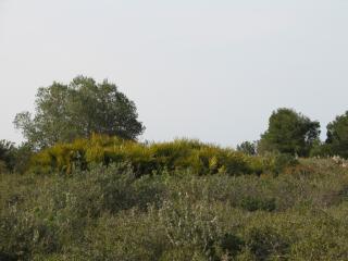 Img.VTax4315.ExN.Img11