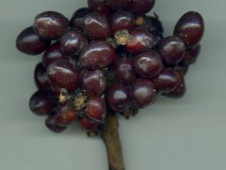 Img.VTax4315.ExN.Img14
