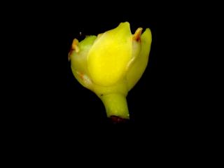 Img.VTax4315.ExN.Img17