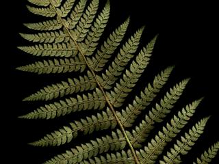 Img.VTax44.ExN.Img8