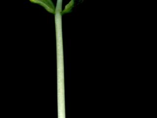 Img.VTax554.ExN.Img8