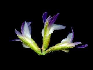 Img.VTax636.ExN.Img15