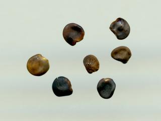 Img.VTax636.ExN.Img8