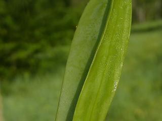 Img.VTax680.ExN.Img9