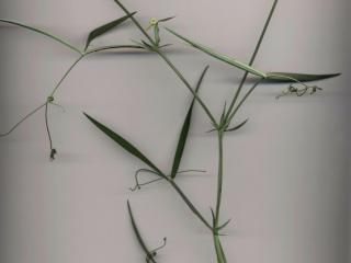 Img.VTax693.ExN.Img7