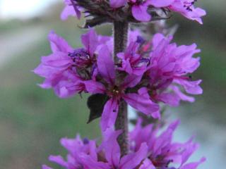 Img.VTax885.ExN.Img4