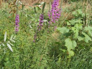 Img.VTax885.ExN.Img5