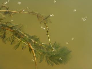 Img.VTax920.ExN.Img4