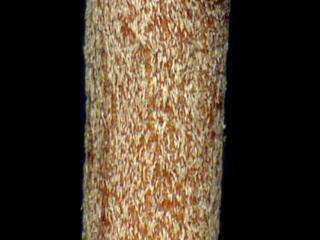 Img.VTax930.ExN.Img3