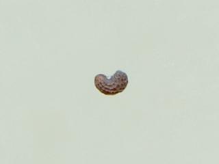 Img.VTax952.ExN.Img13