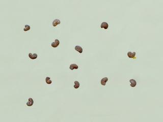 Img.VTax952.ExN.Img14