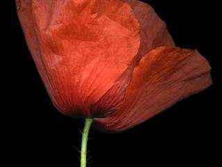 Img.VTax952.ExN.Img16