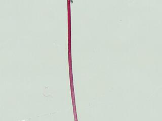 Img.VTax952.ExN.Img29