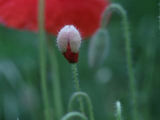 Img.VTax952.ExN.Img30