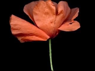 Img.VTax952.ExN.Img31