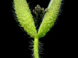 Img.VTax952.ExN.Img8