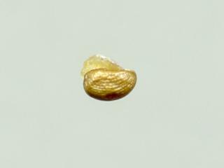Img.VTax963.ExN.Img12
