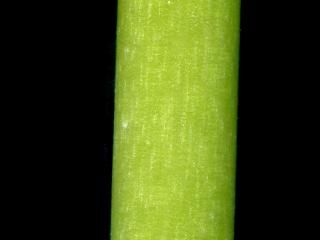Img.VTax1072.ExN.Img1