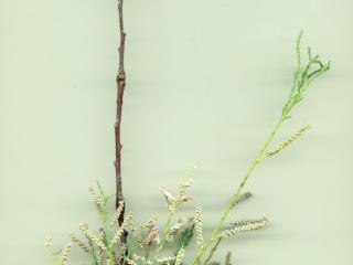 Img.VTax1270.ExN.Img3