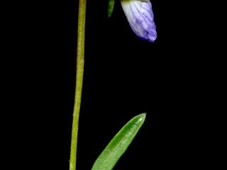 Img.VTax1281.ExN.Img6