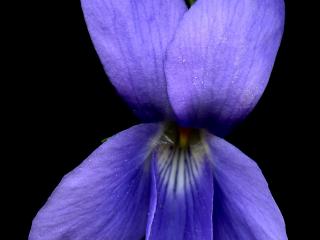 Img.VTax1286.ExN.Img4