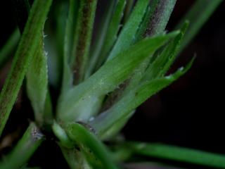Img.VTax1286.ExN.Img7