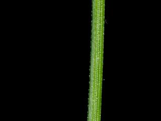 Img.VTax129.ExN.Img14