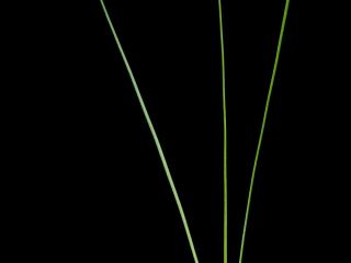 Img.VTax129.ExN.Img21