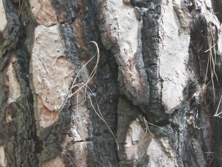 Img.VTax129.ExN.Img4