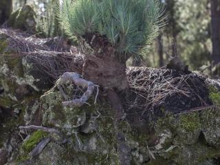 Img.VTax129.ExN.Img7