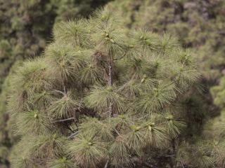 Img.VTax129.ExN.Img9