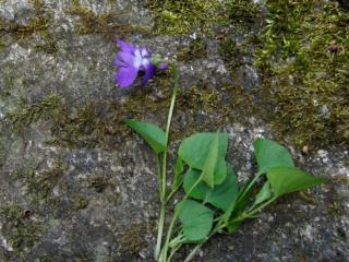 Img.VTax1297.ExN.Img11