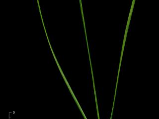 Img.VTax130.ExN.Img11
