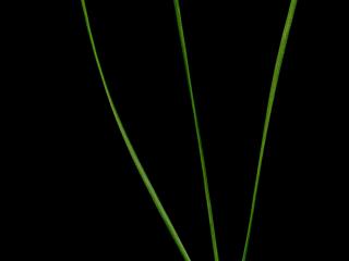 Img.VTax130.ExN.Img4