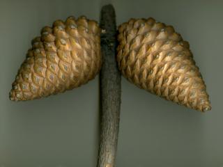 Img.VTax130.ExN.Img6
