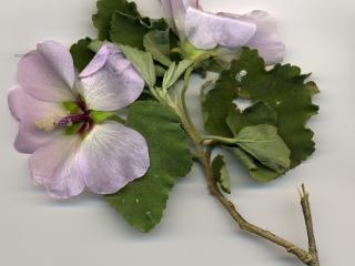 Img.VTax1344.ExN.Img3