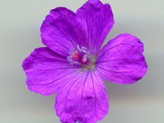 Img.VTax1369.ExN.Img10