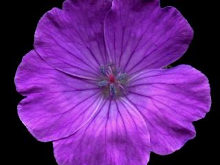 Img.VTax1369.ExN.Img3