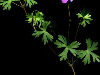 Img.VTax1369.ExN.Img6