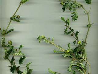 Img.VTax1429.ExN.Img8