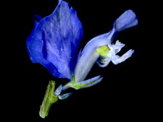 Img.VTax1461.ExN.Img13