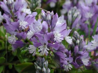 Img.VTax1461.ExN.Img3