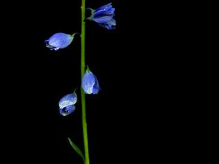 Img.VTax1461.ExN.Img5